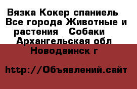 Вязка Кокер спаниель - Все города Животные и растения » Собаки   . Архангельская обл.,Новодвинск г.